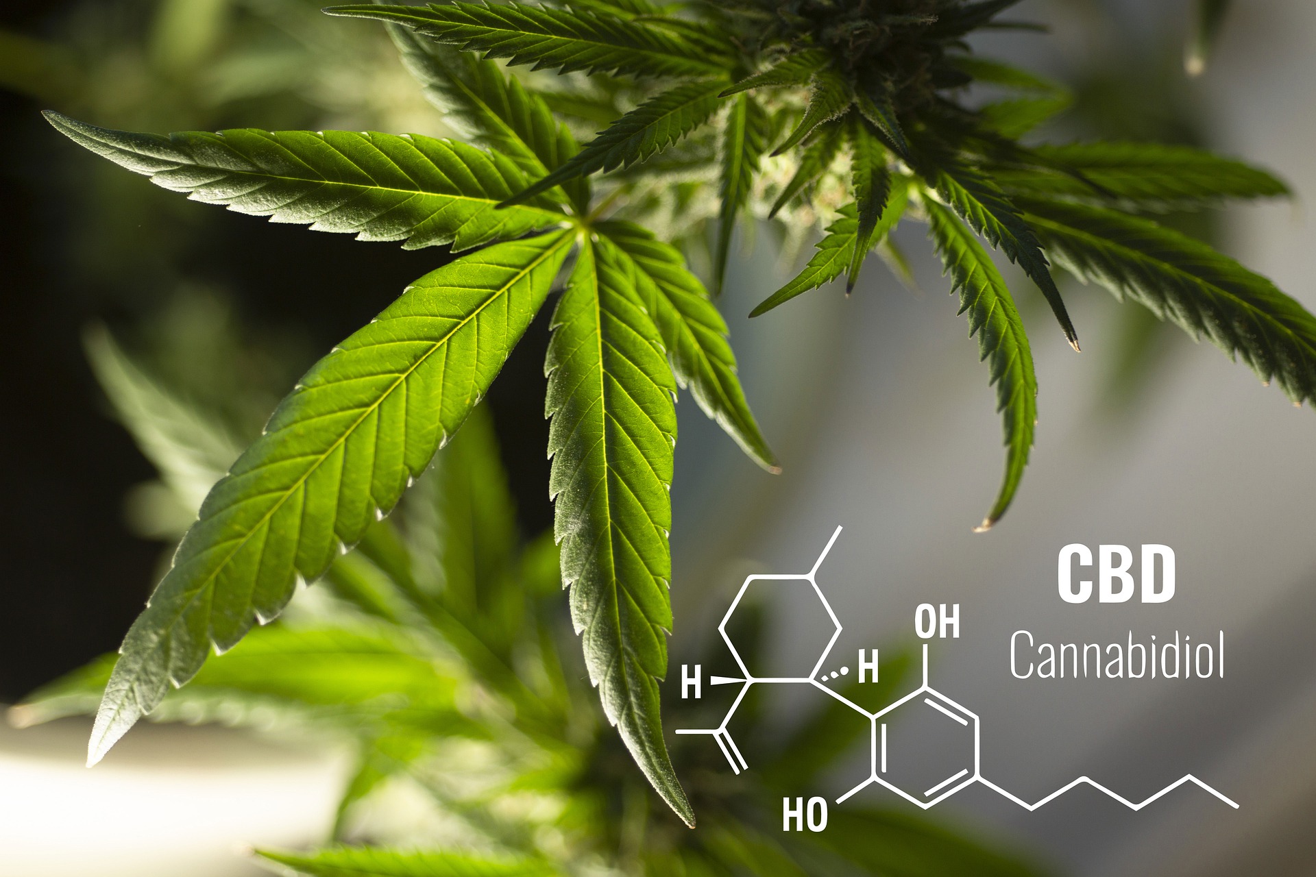 Reeferman Genetics CBD graphic with cannabis plant